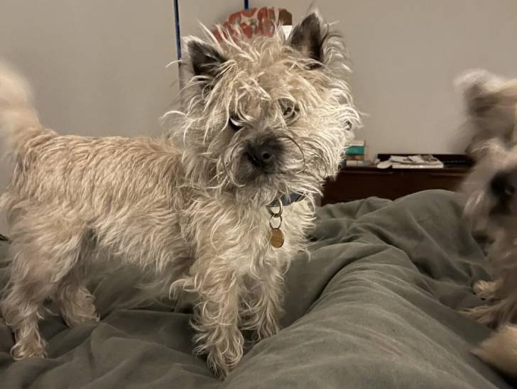Un Cairn Terrier sur un lit et portant un collier autour du cou
