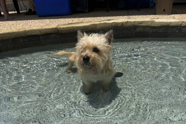 Un Cairn Terrier dans une piscine et semblant détendu 
