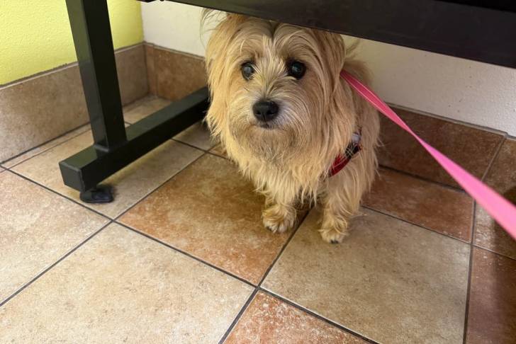 Un Cairn Terrier assis sur un sol carrelé et qui est tenu en laisse 