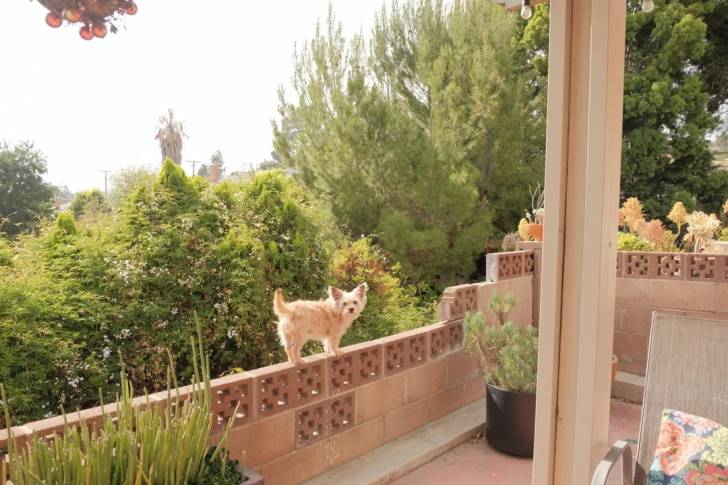 Un Cairn Terrier sur un muret et regardant vers la caméra