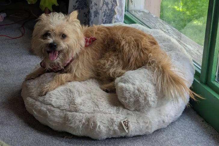 Un Cairn Terrier allongé dans un panier et portant un foulard autour du cou