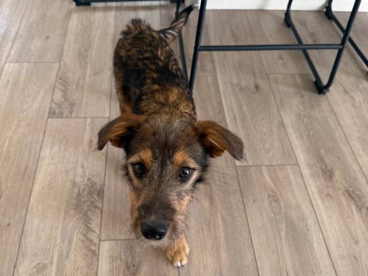 Un Cairn Terrier sur un plancher et regardant vers la caméra 