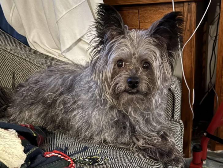 Un Cairn Terrier allongé sur un canapé et semblant détendu 