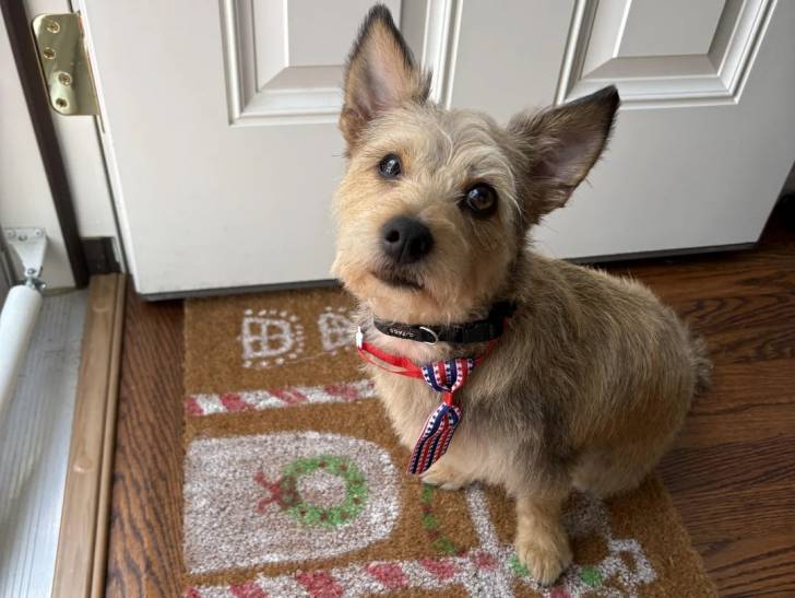 Un Cairn Terrier assis sur un tapis et portant un collier autour du cou