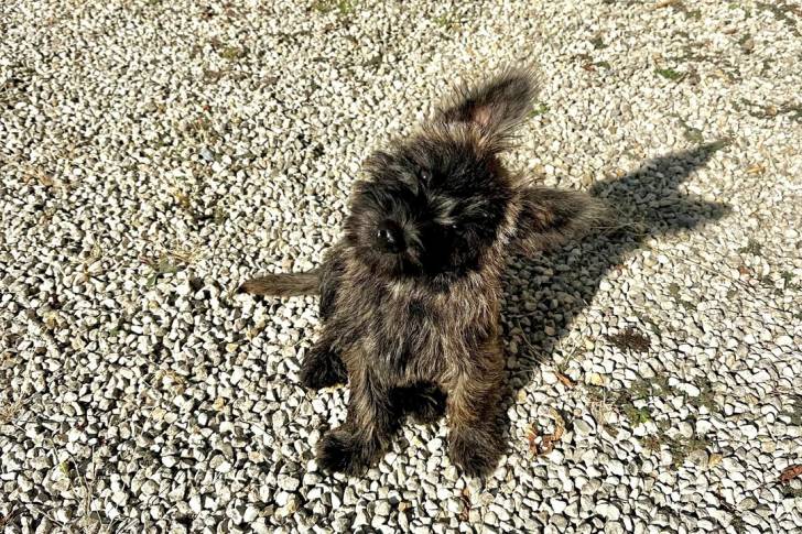 Un Cairn Terrier assis sur des gravillons et regardant vers la caméra 