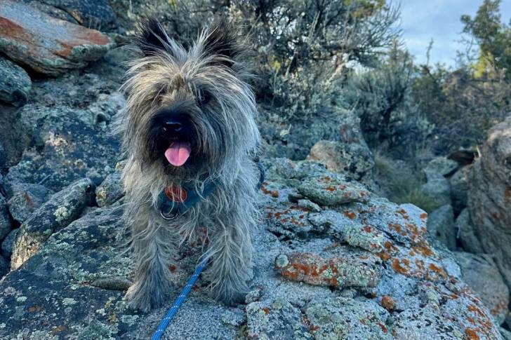 Un Cairn Terrier assis sur un rocher et qui est tenu en laisse 