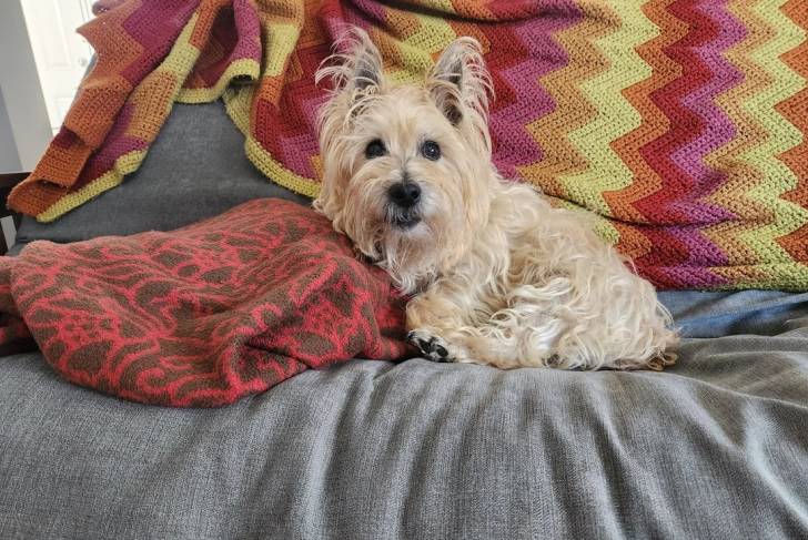 Un Cairn Terrier allongé sur un canapé 