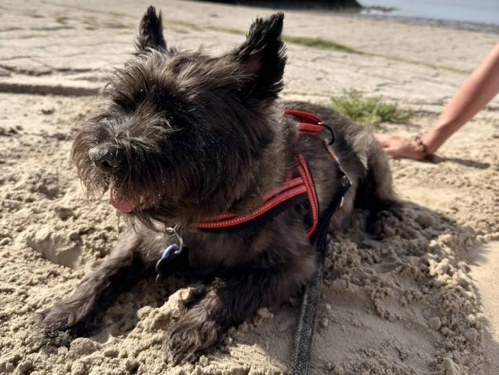 Un Cairn Terrier allongé sur une surface sableuse et qui est tenu en laisse 