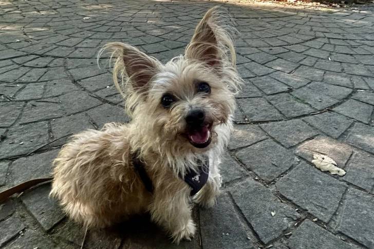 Un Cairn Terrier assis sur un sol pavé et qui est tenu en laisse 