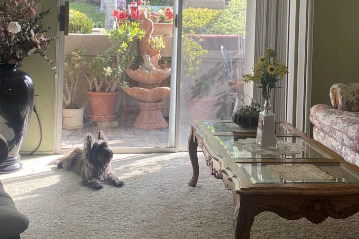 Un Cairn Terrier allongé sur une moquette 