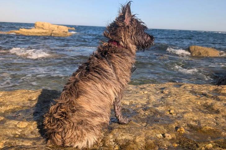 Un Cairn Terrier assis sur un rocher et portant un harnais 