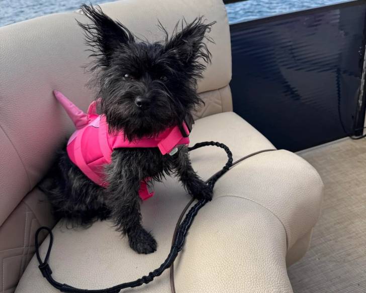 Un Cairn Terrier assis sur un canapé et qui est tenu en laisse 