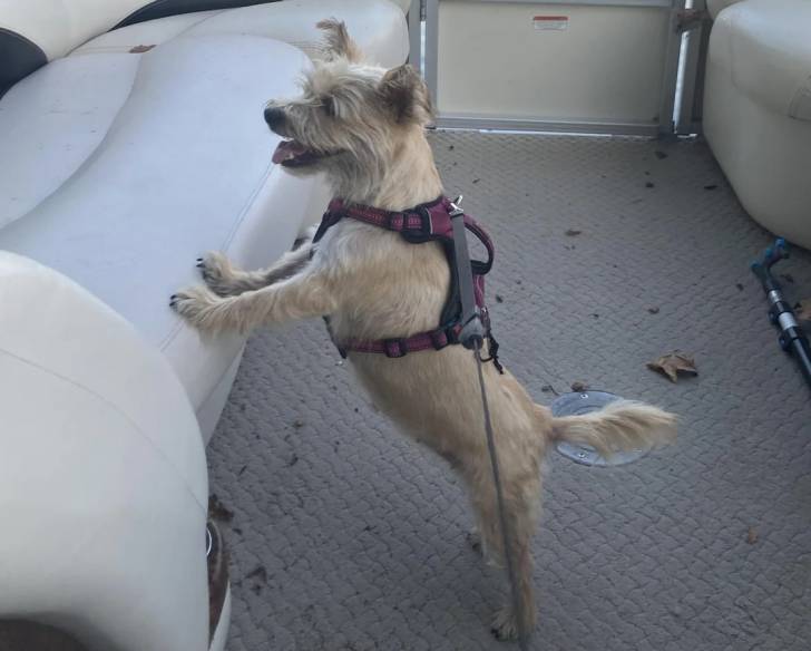 Un Cairn Terrier sur le plancher d'un bateau et qui est tenu en laisse