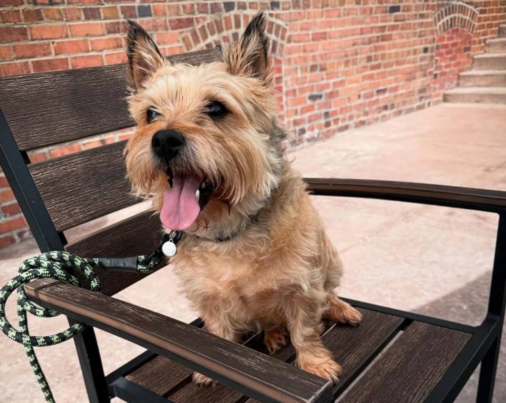 Un Cairn Terrier ayant la langue pendante et qui est tenu en laisse 