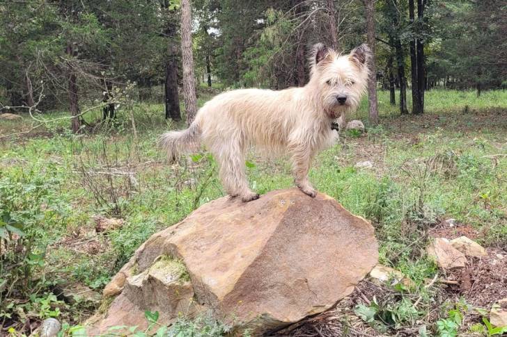 Un Cairn Terrier sur un rocher et portant un collier autour du cou