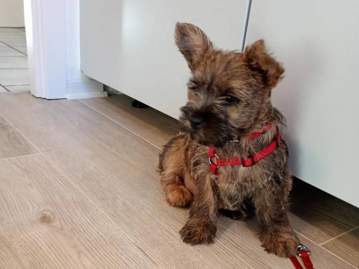 Un Cairn Terrier assis sur un plancher et portant un collier autour du cou