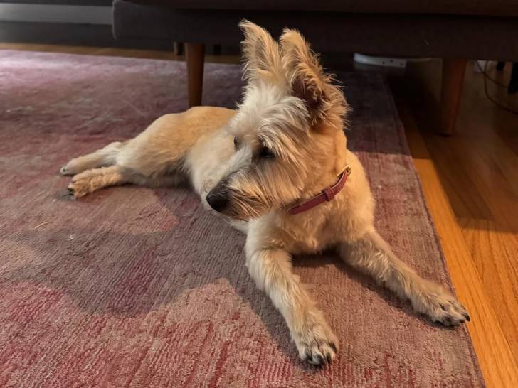Un Cairn Terrier allongé sur un tapis et portant un collier autour du cou