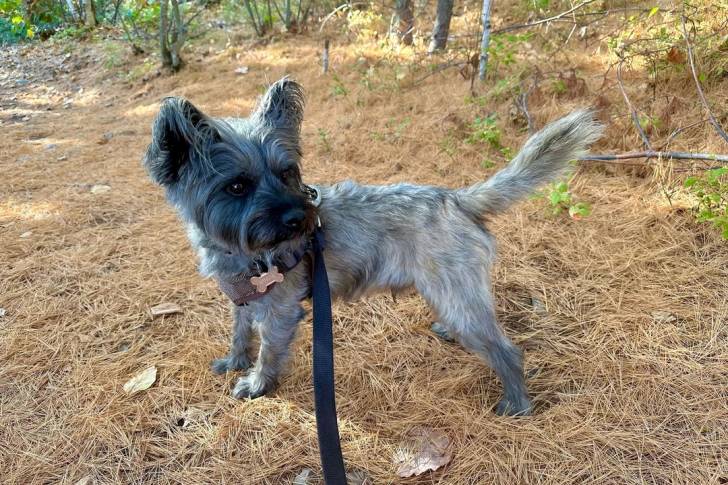 Un Cairn Terrier sur un terrain herbeux et qui est tenu en laisse 