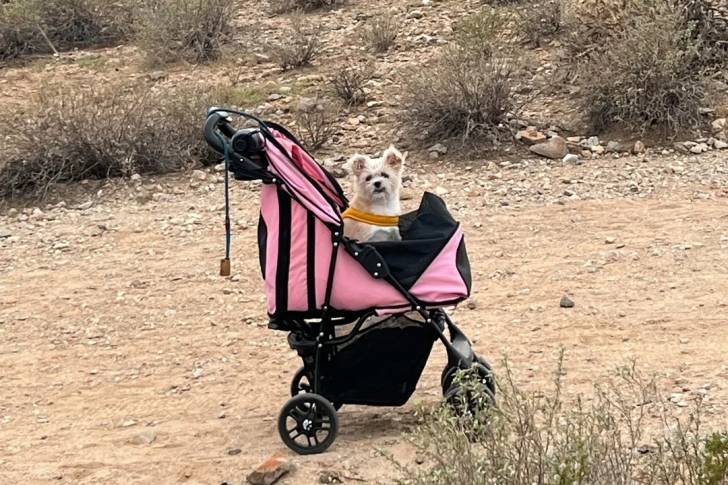 Un Cairn Terrier assis dans une poussette et portant un harnais 