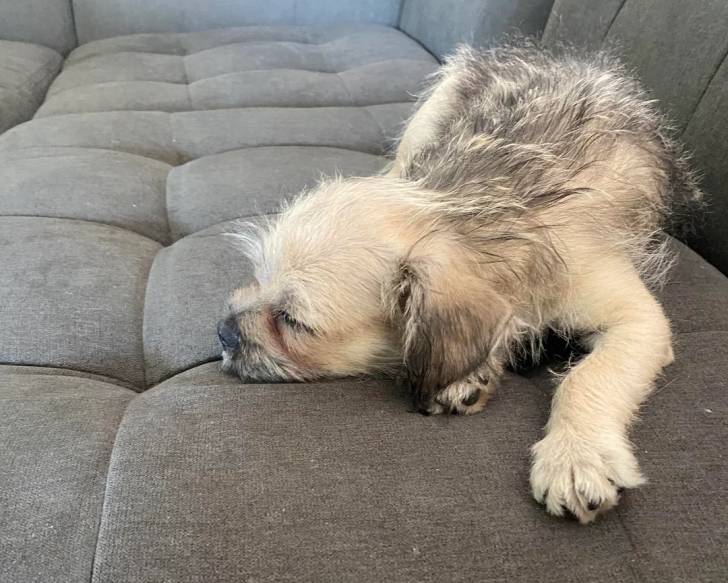 Un Cairn Terrier allongé sur un canapé et semblant détendu 