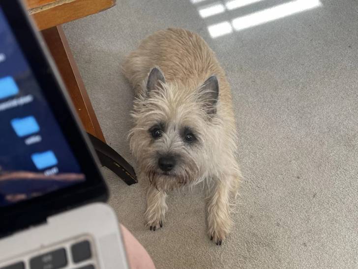 Un Cairn Terrier allongé sur une moquette et regardant vers la caméra 