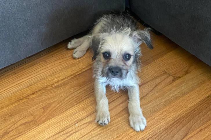 Un Cairn Terrier allongé sur un plancher 