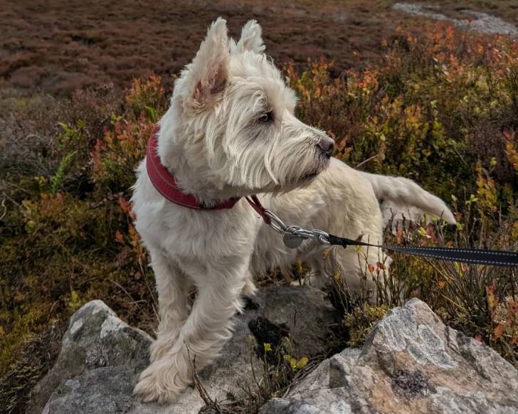 Un Cairn Terrier sur un sol rocheux et qui est tenu en laisse 