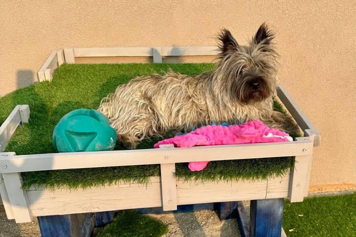 Un Cairn Terrier allongé sur du gazon synthétique et regardant vers la caméra 