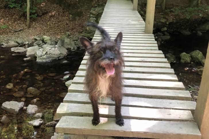 Un Cairn Terrier sur un pont en bois et tirant la langue