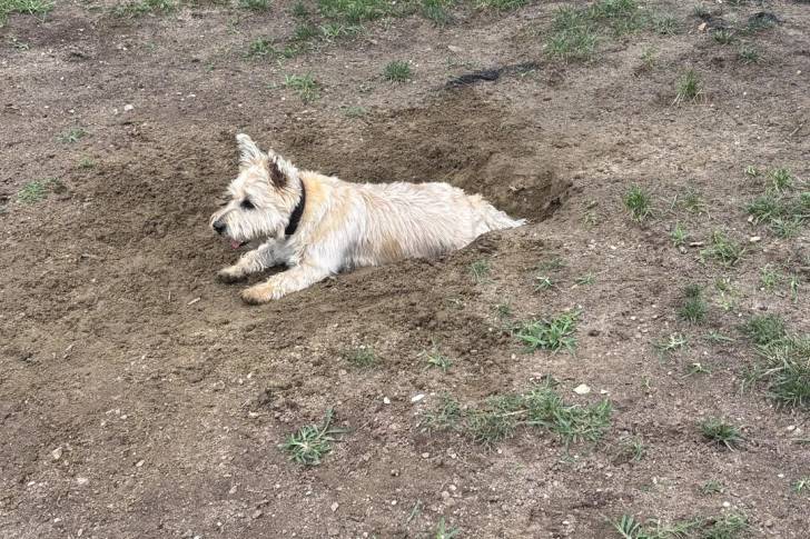 Un Cairn Terrier allongé sur une surface sableuse et portant un collier autour du cou
