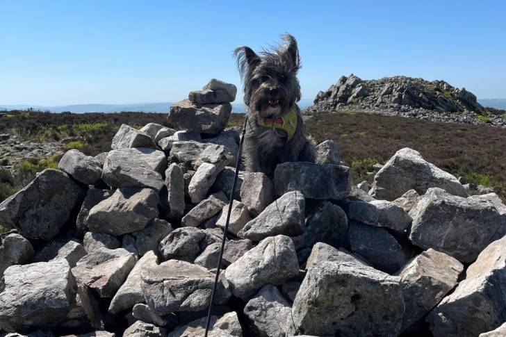 Un Cairn Terrier assis sur un tas de pierre et qui est tenu en laisse 