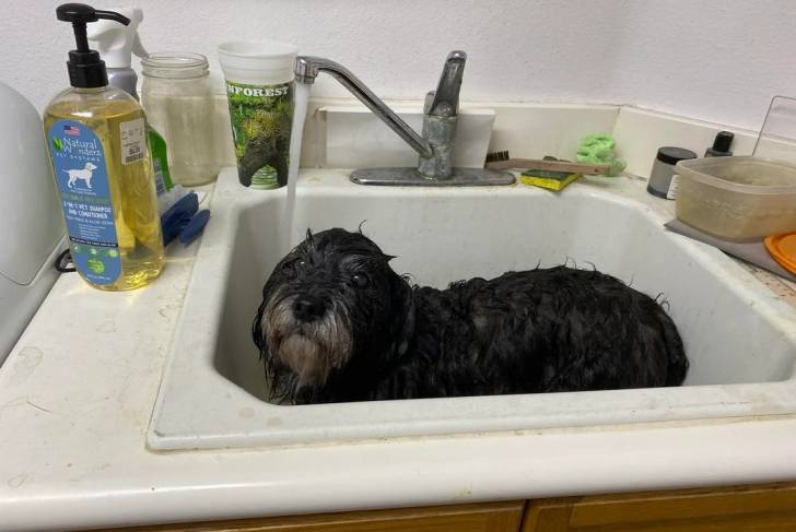 Un Cairn Terrier allongé dans un évier 