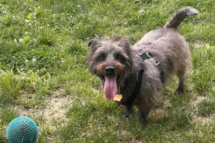 Un Cairn Terrier ayant la langue pendante et portant un harnais