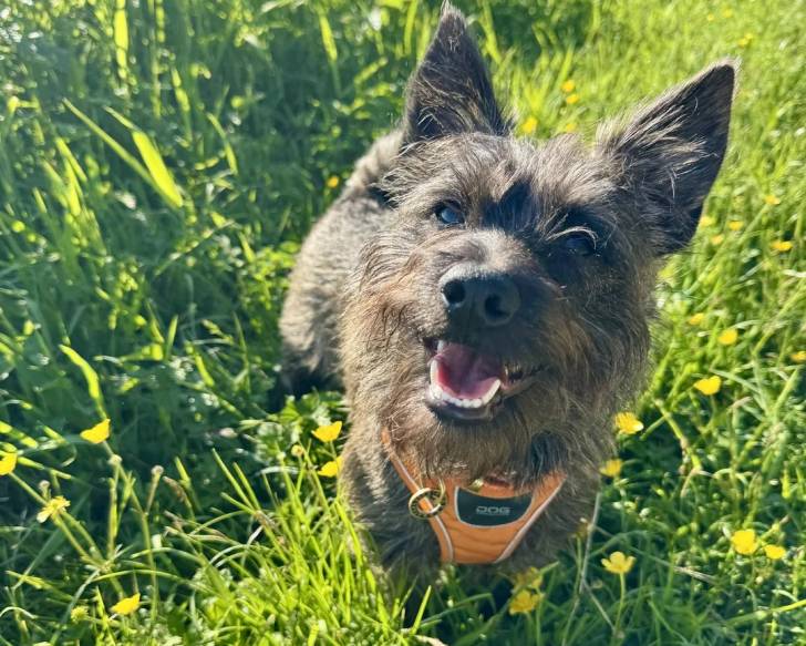 Un Cairn Terrier sur une surface herbacée et portant un harnais 