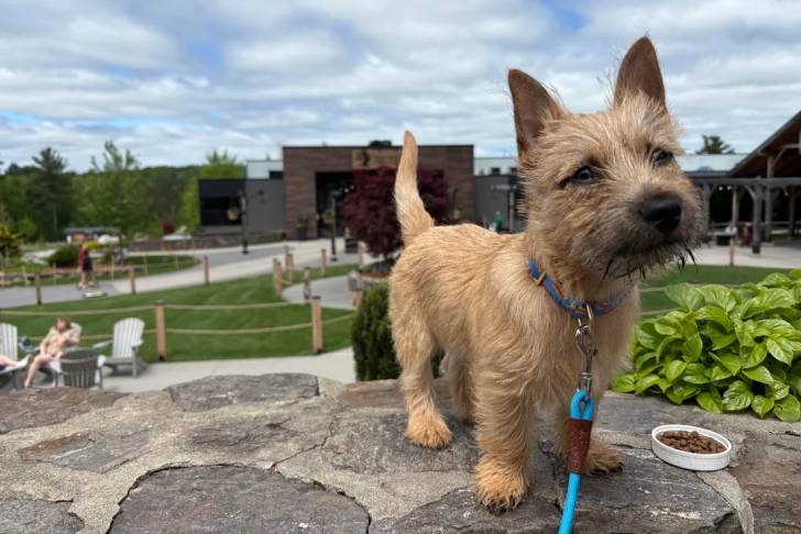 Un Cairn Terrier sur un rocher et qui est tenu en laisse 