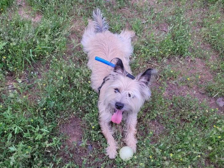 Un Cairn Terrier allongé sur un terrain herbeux et ayant la langue pendante 