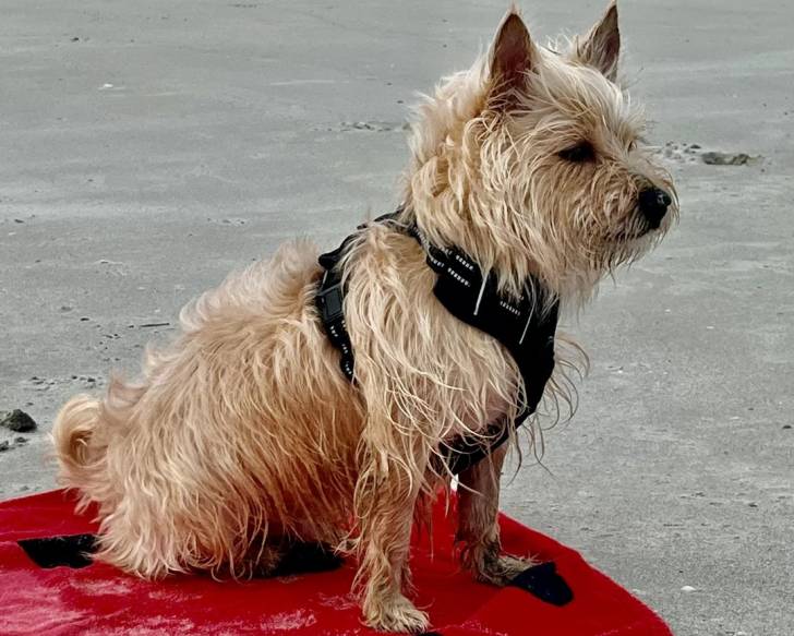 Un Cairn Terrier assis sur un tapis et portant un harnais 