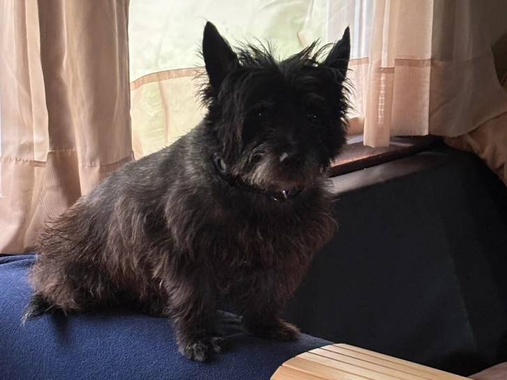 Un Cairn Terrier assis sur un canapé et portant un collier autour du cou