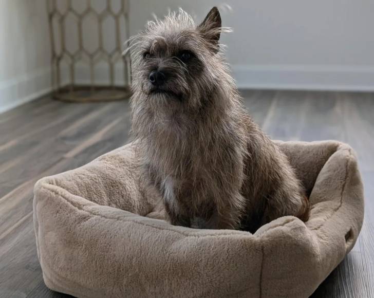 Un Cairn Terrier assis dans un panier 