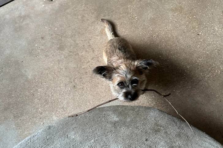 Un Cairn Terrier assis sur une surface bétonnée et ayant une branche dans sa gueule 