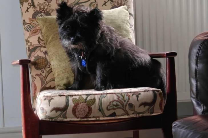 Un Cairn Terrier assis sur un fauteuil et portant un collier autour du cou