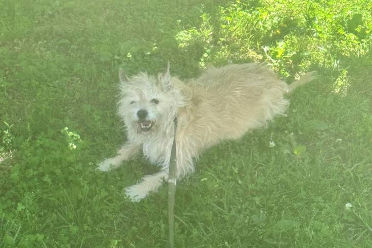 Un Cairn Terrier sur un terrain herbeux et qui est tenu en laisse 