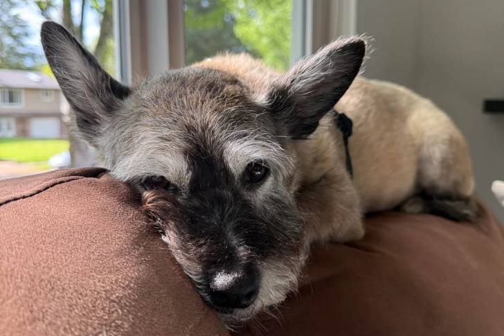 Un Cairn Terrier allongé sur un canapé et regardant vers la caméra 