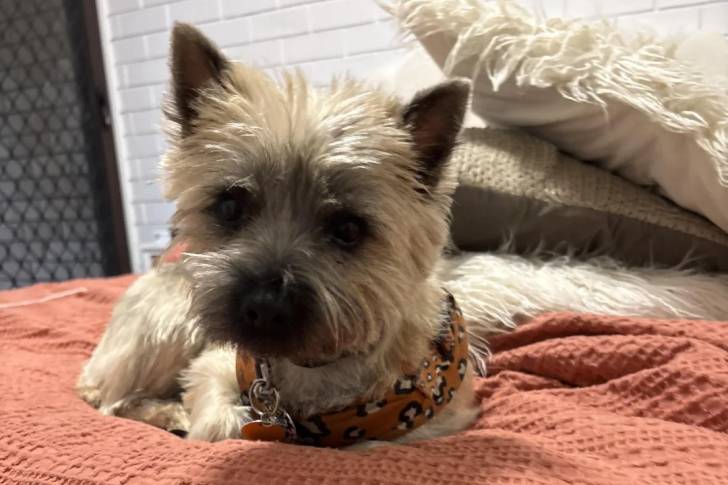 Un Cairn Terrier allongé sur un lit et portant un collier autour du cou