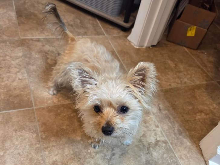 Un Cairn Terrier sur un sol carrelé 