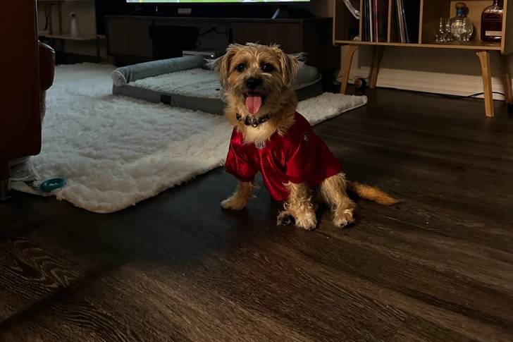 Un Cairn Terrier assis sur un plancher et portant un habit pour chien 