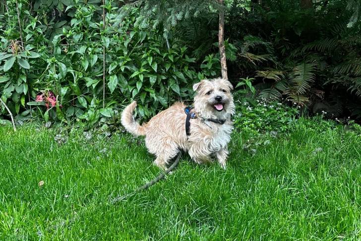 Un Cairn Terrier sur une surface gazonnée et qui est tenu en laisse 