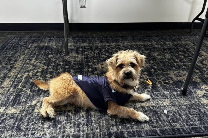 Un Cairn Terrier allongé sur un tapis et portant un habit pour chien 