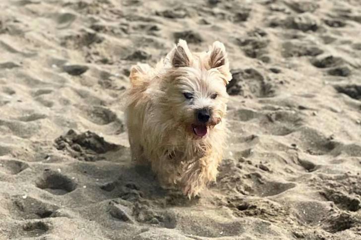 Un Cairn Terrier sur une surface sableuse