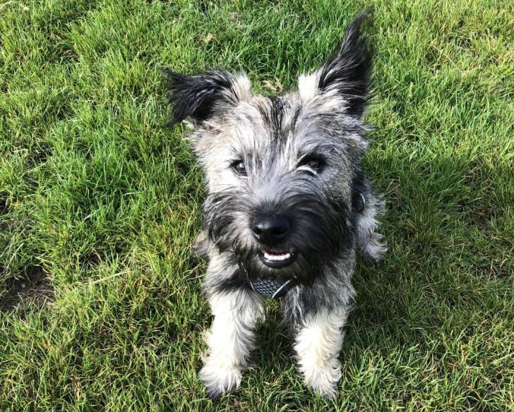 Un Cairn Terrier assis sur un terrain herbeux et portant un harnais 